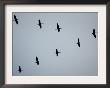 Birds Over Frankfurt by Michael Probst Limited Edition Print