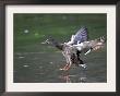 A Female Mallard Comes In For A Landing On The Chagrin River, Ohio, September 7, 2006 by Amy Sancetta Limited Edition Print