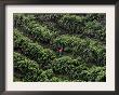 Female Farm Worker Picks Up Dragon Fruit In Ticuantepe, Nicaragua, September 26, 2006 by Esteban Felix Limited Edition Pricing Art Print