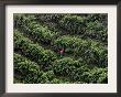 Female Farm Worker Picks Up Dragon Fruit In Ticuantepe, Nicaragua, September 26, 2006 by Esteban Felix Limited Edition Print