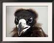 Vulture Rescue, Bangkok, Thailand by Apichart Weerawong Limited Edition Pricing Art Print