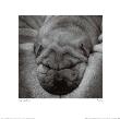 Nestle by Sharon Beals Limited Edition Pricing Art Print