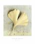 Ginkgo by Graeme Harris Limited Edition Print