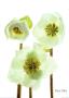 Hellebores by Fleur Olby Limited Edition Pricing Art Print