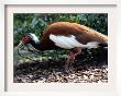 Crested Ibis, Zoological Garden In Cologne, Germany by Hermann J. Knippertz Limited Edition Print