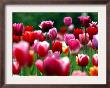 Rain Drops Twinkle On Blooming Tulips On A Field Near Freiburg, Germany by Winfried Rothermel Limited Edition Print