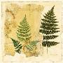 Pressed Ferns I by Pamela Gladding Limited Edition Print