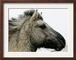 Wild Horse Konik, Geltinger Birk Reserve, Germany by Heribert Proepper Limited Edition Pricing Art Print