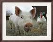 Pigs Across America, Ravenna, Ohio by Amy Sancetta Limited Edition Pricing Art Print