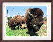 El Duque, Right, A 7-Year-Old Bison Weighing Nearly 2,000 Pounds, Contemplates His Share Of Grain by Nancy Palmieri Limited Edition Print