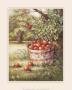 Apple Orchard by Peggy Thatch Sibley Limited Edition Pricing Art Print