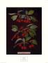 Cherries Ii by George Brookshaw Limited Edition Pricing Art Print