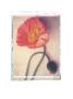 Poppy by Deborah Schenck Limited Edition Pricing Art Print