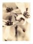 Dogwood, 1996 by Sandi Fellman Limited Edition Pricing Art Print