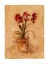 Secret Amaryllis Ii by Cheri Blum Limited Edition Print