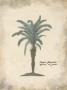 African Oil Palm by Hewitt Limited Edition Print