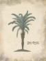 African Oil Palm by Hewitt Limited Edition Pricing Art Print