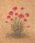 Red Poppies by Debra Lake Limited Edition Print