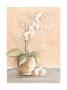 Orchid Variation Ii by Timothy Baar Limited Edition Print