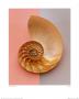 Nautilus by Deborah Schenck Limited Edition Pricing Art Print