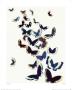 Butterflies by Jenny Frean Limited Edition Print