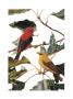 Scarlet Tanager by Patricia Savage Limited Edition Pricing Art Print