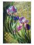 Iris Romance by Fangyu Meng Limited Edition Pricing Art Print