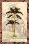 Sepia Palm Ii by John Butler Limited Edition Print