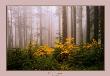 Vine Maple by David Schultz Limited Edition Print