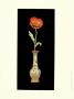 Poppy Magic I by Deborah Bookman Limited Edition Pricing Art Print