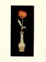 Poppy Magic I by Deborah Bookman Limited Edition Print