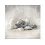 Still Life Of Shells Ii by Ian Winstanley Limited Edition Pricing Art Print