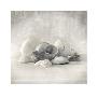 Still Life Of Shells Ii by Ian Winstanley Limited Edition Print