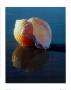 Tun Shell by Ruth Burke Limited Edition Pricing Art Print