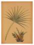 Palm Frond I by Wilbur Limited Edition Print