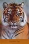 Sumatran Tiger Portrait by Tom & Pat Leeson Limited Edition Print