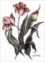 Spring Tulip by Kym Garraway Limited Edition Pricing Art Print