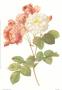 Rosa Damascena Celsiana by Pierre-Joseph Redoute Limited Edition Print