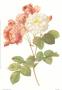 Rosa Damascena Celsiana by Pierre-Joseph Redoutã© Limited Edition Print