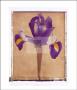 Iris by Scott Morrish Limited Edition Print