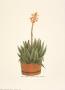 Flowered Cacti In A Striped Pot by Johann Wilhelm Weinmann Limited Edition Print