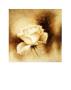 White Rose Ii by Betty Jansma Limited Edition Pricing Art Print