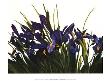 Wild Iris by Sharon Mack Limited Edition Pricing Art Print