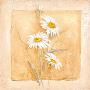 White Daisey by Svetlana Limited Edition Print