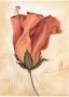 Hibiscus by Heide Konig Limited Edition Print