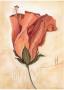 Hibiscus by Heide Konig Limited Edition Print
