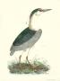Common Night Heron by Prideaux John Selby Limited Edition Print