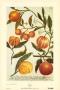 Oranges by Johann Wilhelm Weinmann Limited Edition Pricing Art Print