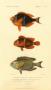 Poissons, Plate 32 by Georges Cuvier Limited Edition Print