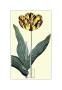 Castrum Dolores Tulip by James Sowerby Limited Edition Print